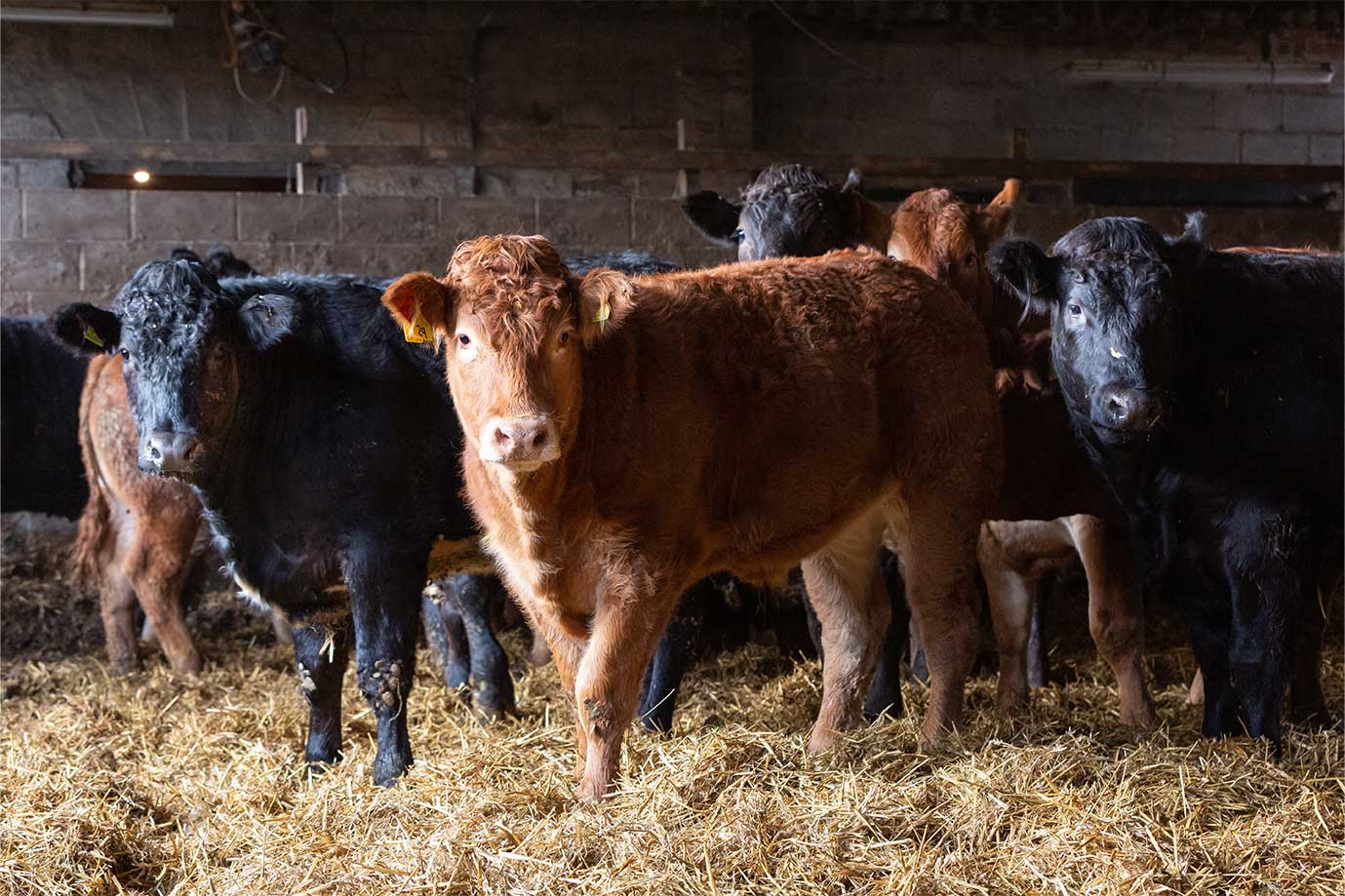 3 Ways to Protect Your Cattle from Parasites at Housing