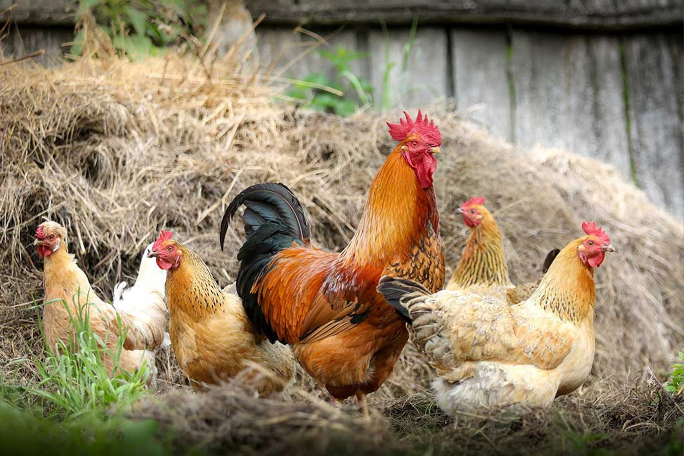Avian influenza: Prevention Zone declared across Great Britain