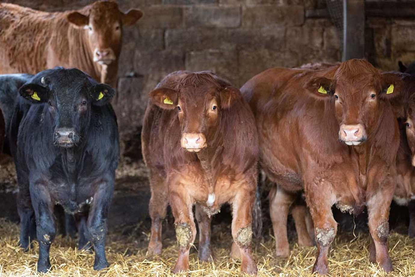 Time4Finishing: Preventing acidosis in beef cattle