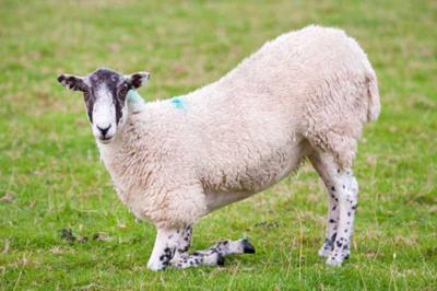 TIME4HOOFHEALTH: Are You Foot-bathing Your Sheep Effectively?