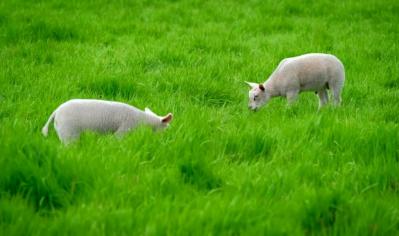 TIME4TLC – Managing nematodirus in lambs