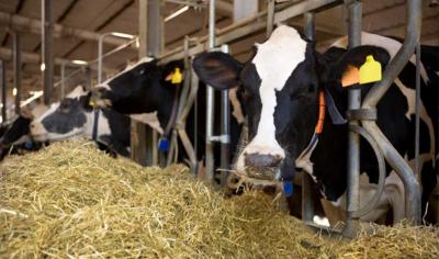 How To Prevent Heat Stress In Dairy Cows And Calves