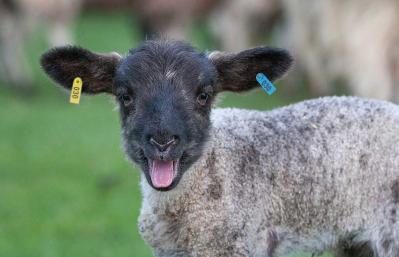 TIME4LAMBING: How To Stop Watery Mouth Before It Starts