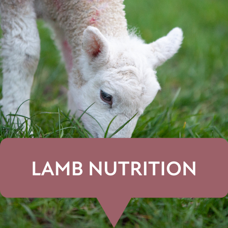 lamb nutrition watery mouth