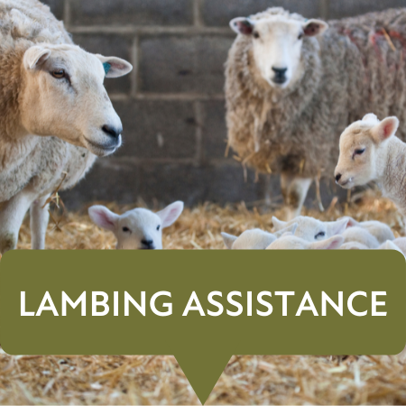 lambing assistance watery mouth
