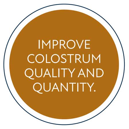 improve colostrum